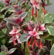 Picture of Firecracker Fuchsia Plant