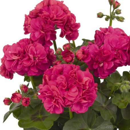 Picture of Great Balls of Fire™ Deep Rose Geranium Plant