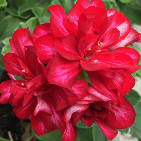 Picture of Freestyle® Arctic Red Geranium Plant