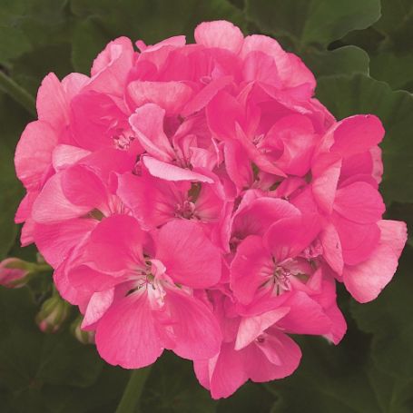 Picture of Patriot™ Bright Pink Geranium Plant