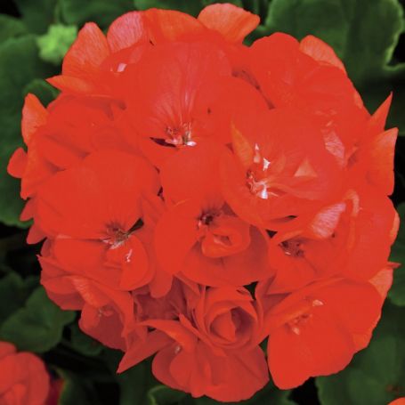 Picture of Rocky Mountain™ Orange Geranium Plant