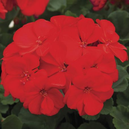Picture of Rocky Mountain™ Dark Red Geranium Plant