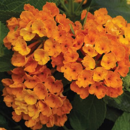 Picture of Bandana® Orange Lantana Plant