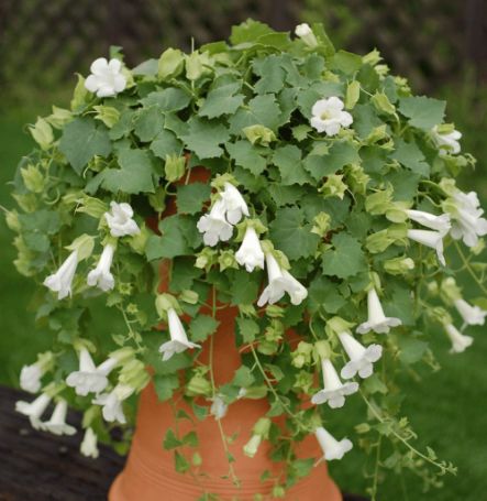 Picture of Lofos® Compact White Lophospermum Plant