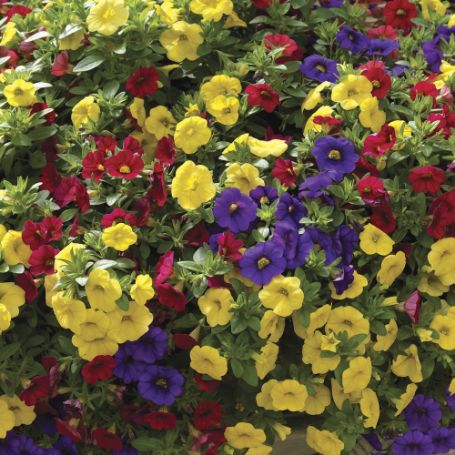 Picture of Kwik Kombos™ Callie® Color Wheel™ Flower Combination