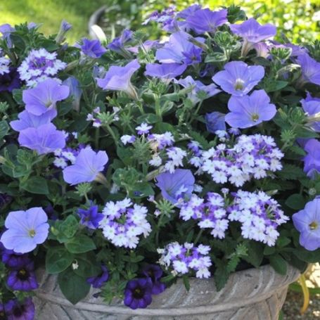 Picture of Confetti Garden® Shocking Blue Flower Combination