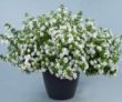Picture of Scopia® Double Snowball Bacopa Plant