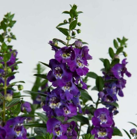 Picture of Alonia™ Big Blue Angelonia Plant