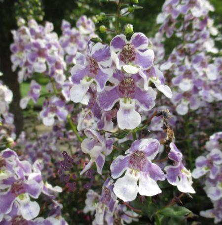 Picture of Bicolor Angelos Angelonia Plant