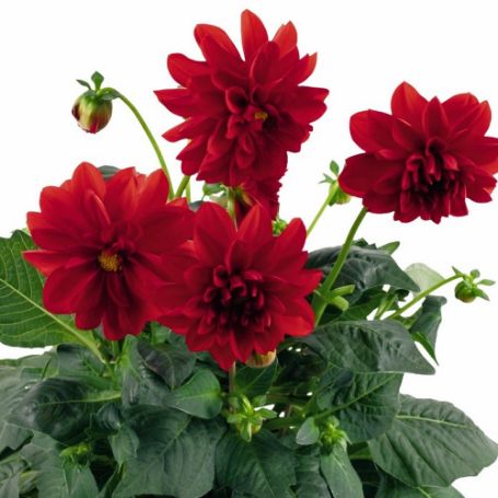 Picture of Dahlinova® Carolina Red Dahlia Plant