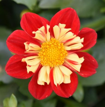 Picture of Starsister® Scarlet Yellow Dahlia Plant