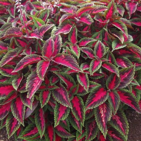 Picture of Main Street Ruby Road Coleus Plant