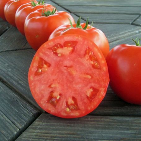 Picture of Mountain Merit Tomato Plant