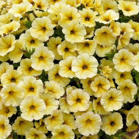 Picture of SuperCal® Light Yellow Petchoa Plant