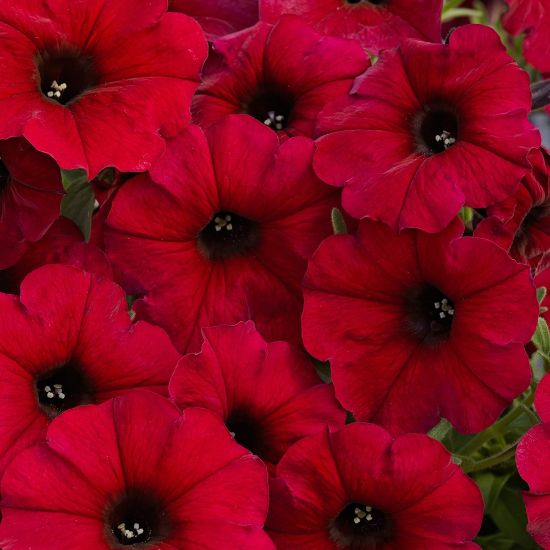 Picture of SuperCal® Crimson Red Petchoa Plant