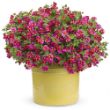 Picture of Superbells® Cherry Star™ Calibrachoa Plant