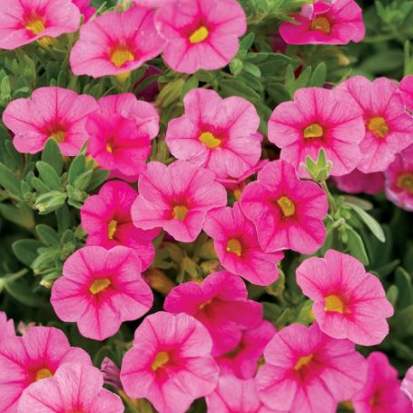 Picture of Superbells® Pink Calibrachoa Plant