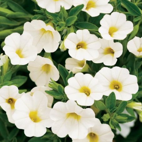 Picture of Superbells® White™ Calibrachoa Plant