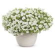 Picture of Superbells® White™ Calibrachoa Plant