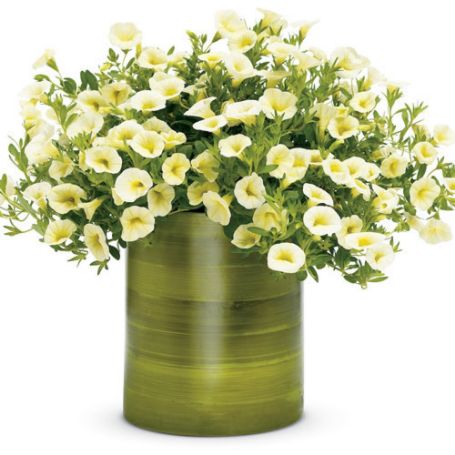 Picture of Superbells® Yellow Chiffon™  Calibrachoa Plant