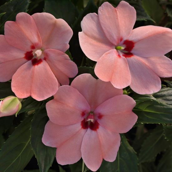 Picture of SunPatiens® Vigorous Pink Kiss Impatiens Plant
