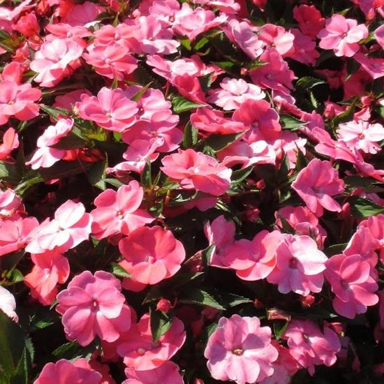 Picture of SunPatiens® Vigorous Shell Pink Impatiens Plant