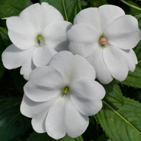 Picture of SunPatiens® Vigorous White Impatiens Plant