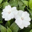 Picture of SunPatiens® Vigorous White Impatiens Plant