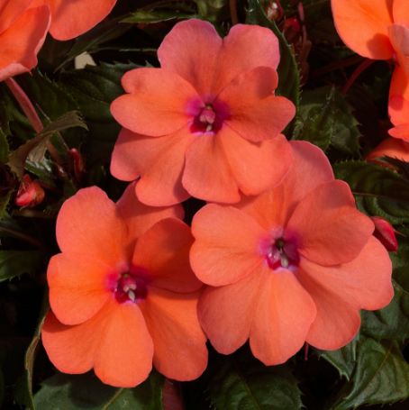 Picture of SunPatiens® Compact Coral Pink Impatiens Plant