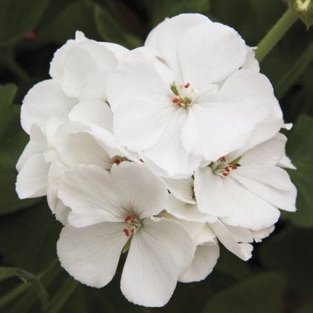 Picture of Rocky Mountain™ White Geranium Plant