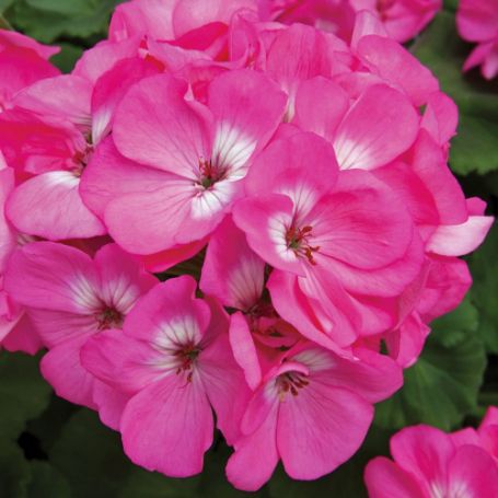 Picture of Rocky Mountain™ Light Pink Geranium Plant