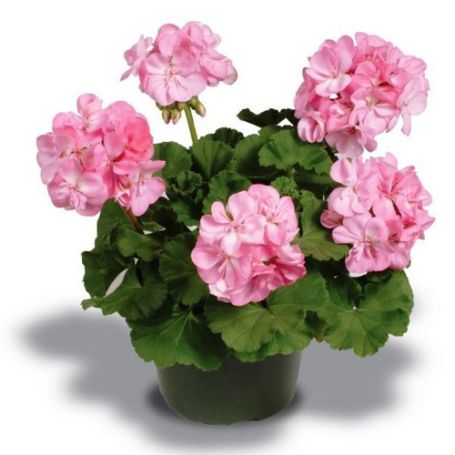 Picture of Patriot™ Soft Pink Geranium Plant