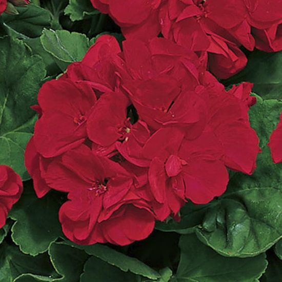 Picture of Americana™ Dark Red Geranium Plant