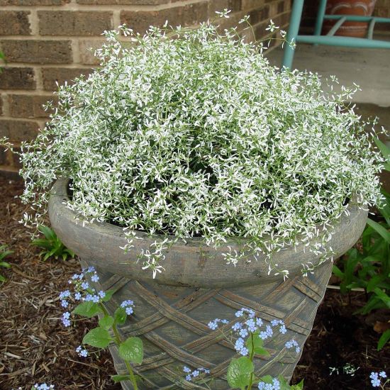Picture of Diamond Frost® Euphorbia Plant