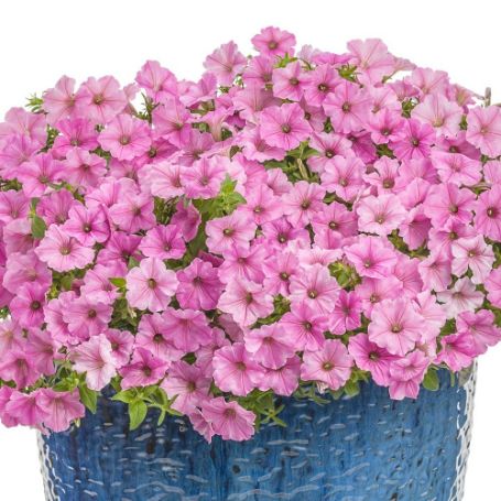Picture of Supertunia® Vista Bubblegum® Petunia Plant