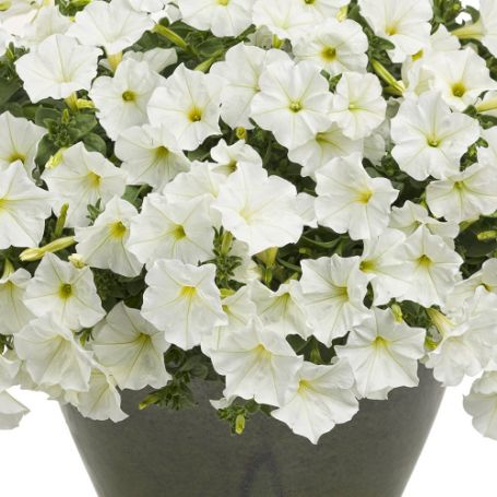 Picture of Supertunia® White Petunia Plant