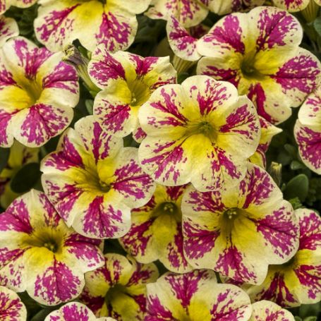 Picture of Superbells® Holy Moly Calibrachoa Plant