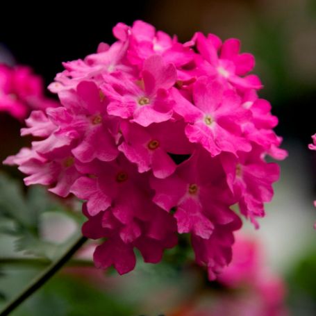Picture of Lanai® Deep Pink Verbena Plant