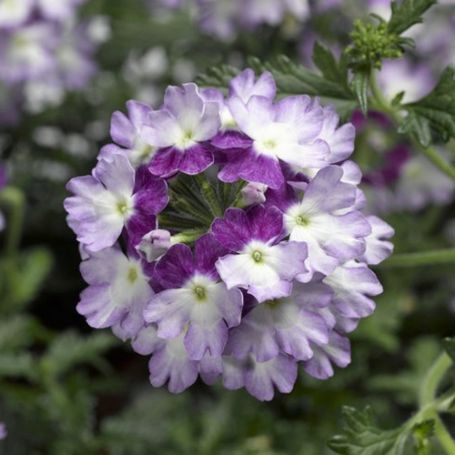 Picture of Lanai® Twister Purple Verbena Plant