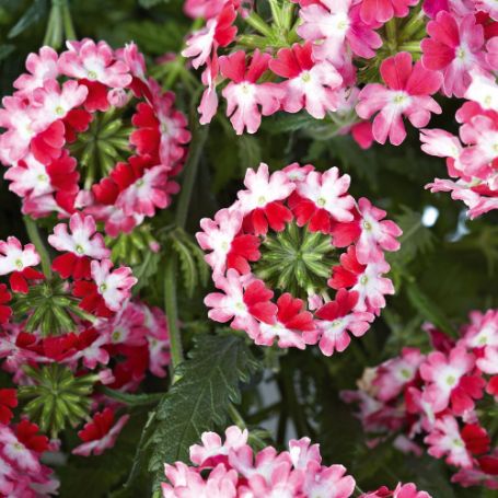 Picture of Lanai® Twister Red Verbena Plant