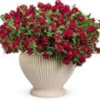 Picture of Superbena® Royale Red Verbena Plant