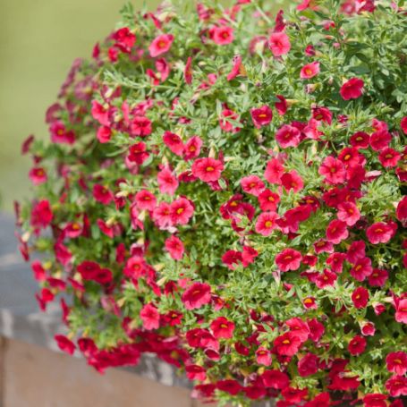Picture of Million Bells® Trailing Red Calibrachoa Plant