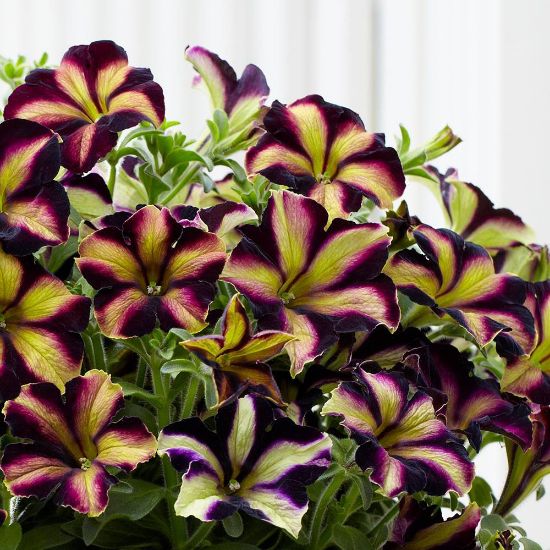 Picture of Crazytunia® Pulse Petunia Plant