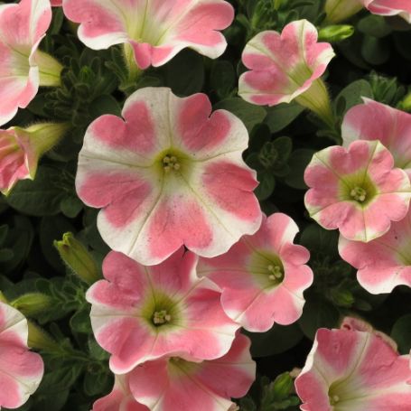Picture of Surfinia® Heartbeat Improved Petunia Plant
