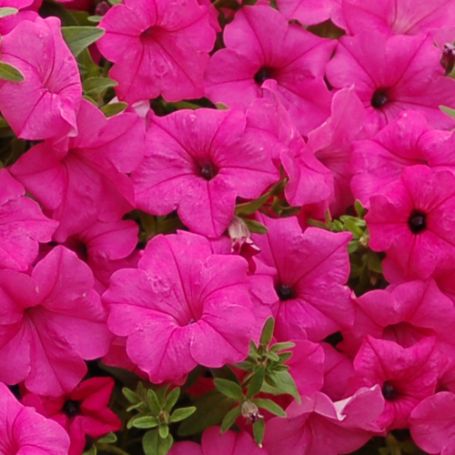 Picture of Surfinia Sumo® Pink Petunia Plant