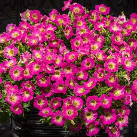 Picture of Supertunia® Daybreak Charm Petunia Plant