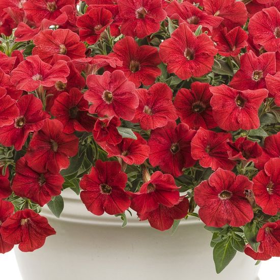 Picture of Supertunia® Really Red Petunia Plant