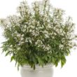 Picture of Senorita Blanca® Cleome Plant