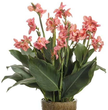 Picture of Toucan® Coral Canna