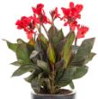 Picture of Toucan® Scarlet Canna